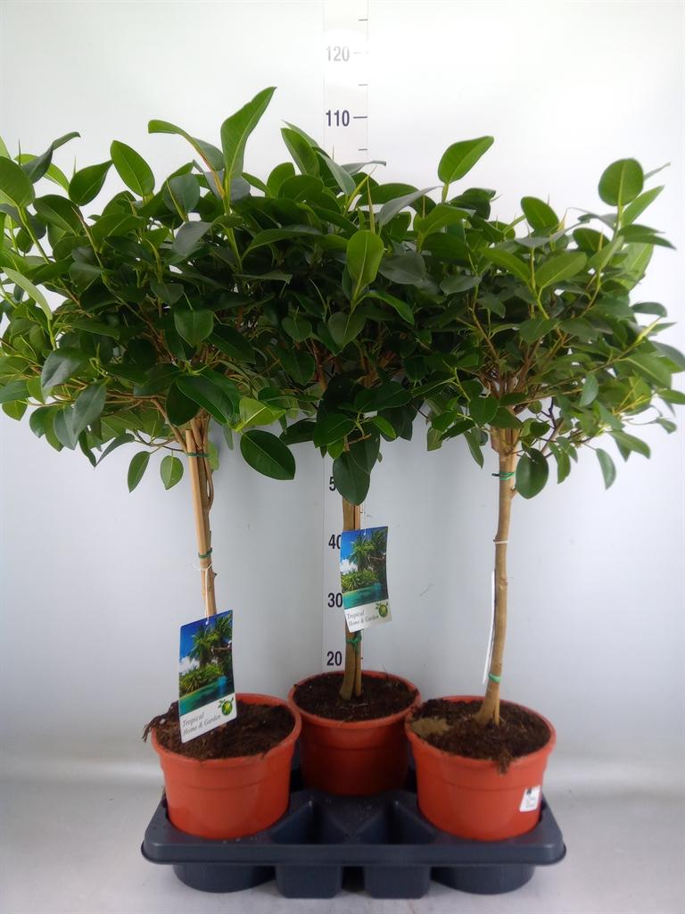 Горшечные цветы и растения оптом Ficus   ... от 3шт из Голландии с доставкой по России