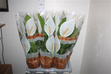 Горшечные цветы и растения оптом Spath Sweet Chico 5+ Spring Deal от 6шт из Голландии с доставкой по России