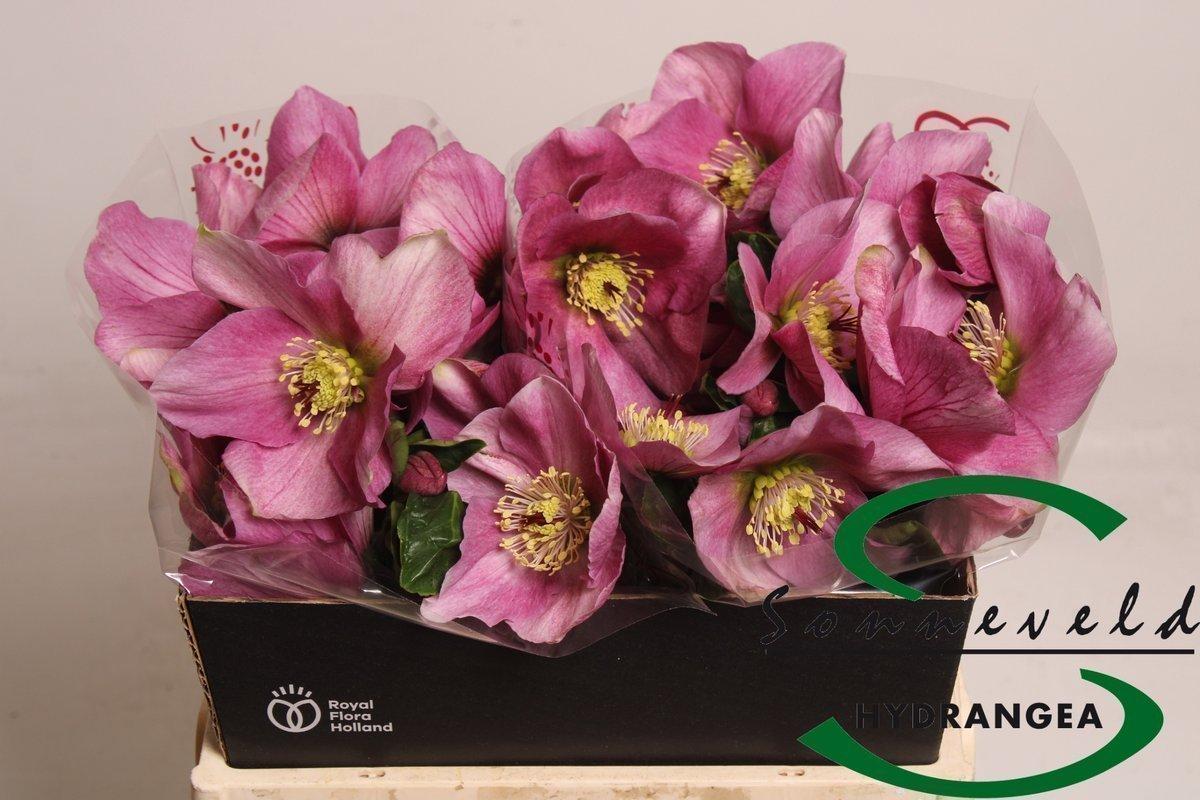 Срезанные цветы оптом Helleborus bella pink от 20шт из Голландии с доставкой по России