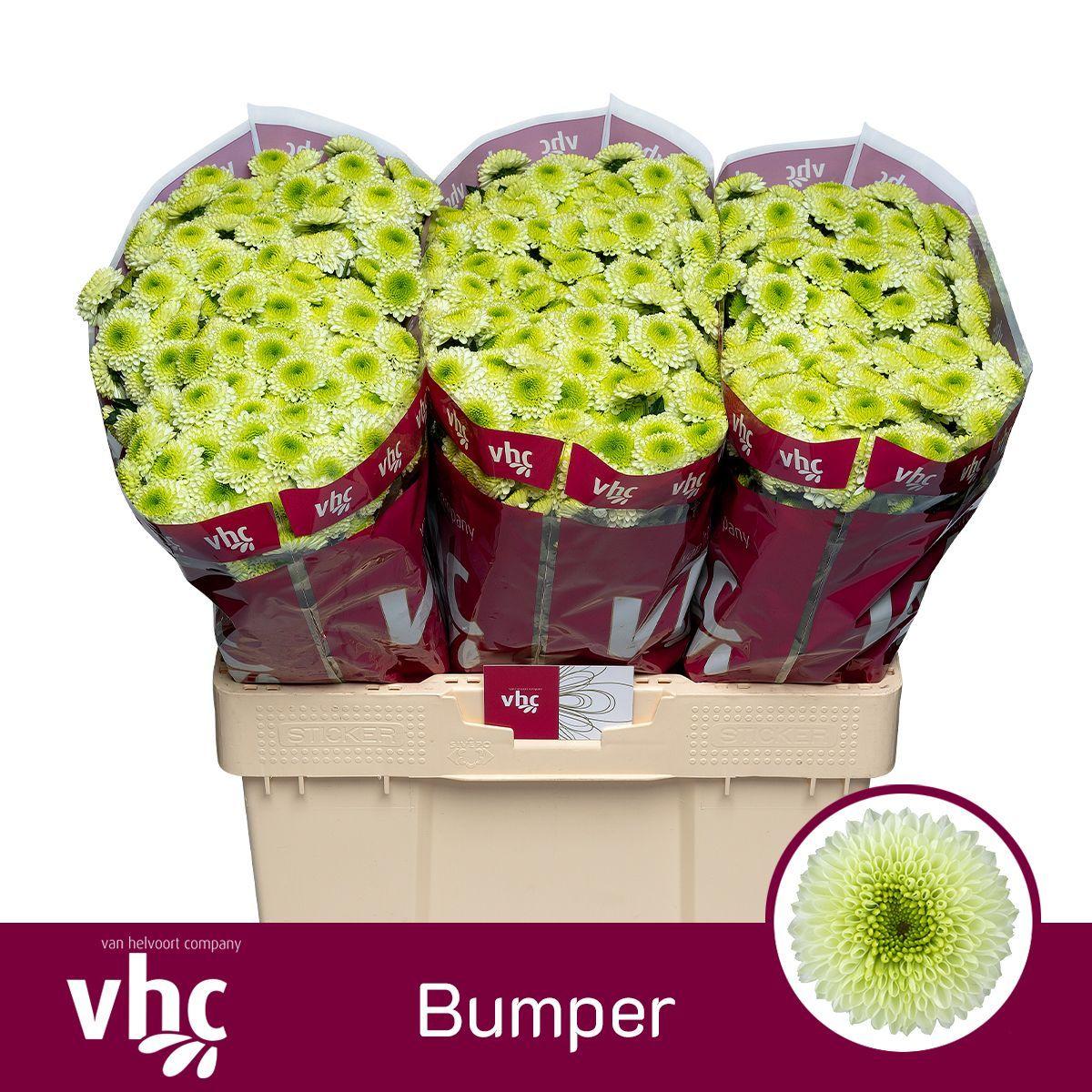 Срезанные цветы оптом Chrys sa bumper от 75шт из Голландии с доставкой по России