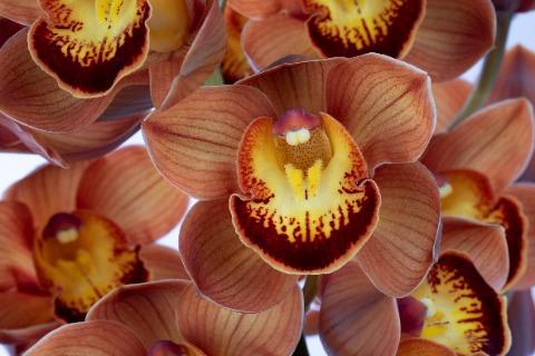 Срезанные цветы оптом Cymbidium brown australian price от 12шт из Голландии с доставкой по России
