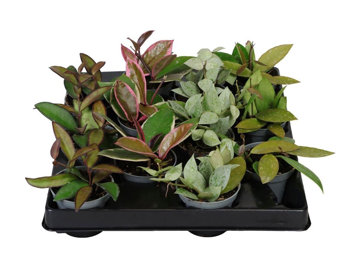 Горшечные цветы и растения оптом Hoya Mix от 12шт (для телеги) из Голландии с доставкой по России