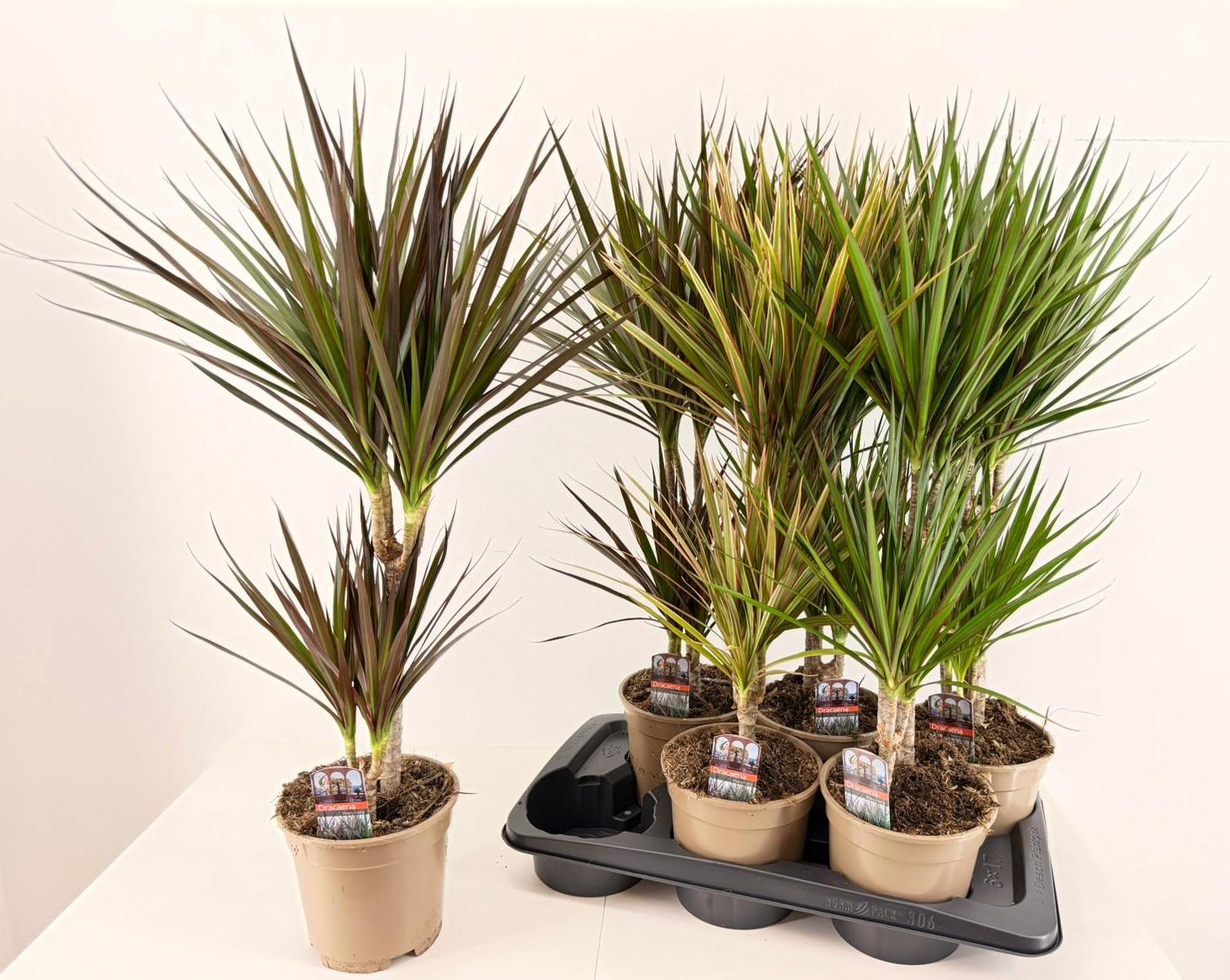 Горшечные цветы и растения оптом Dra Gem от 6шт из Голландии с доставкой по России