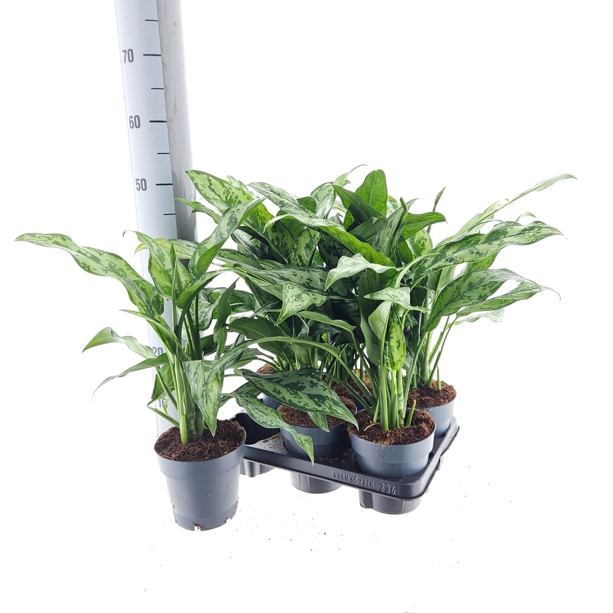 Горшечные цветы и растения оптом Aglao Ov от 6шт из Голландии с доставкой по России