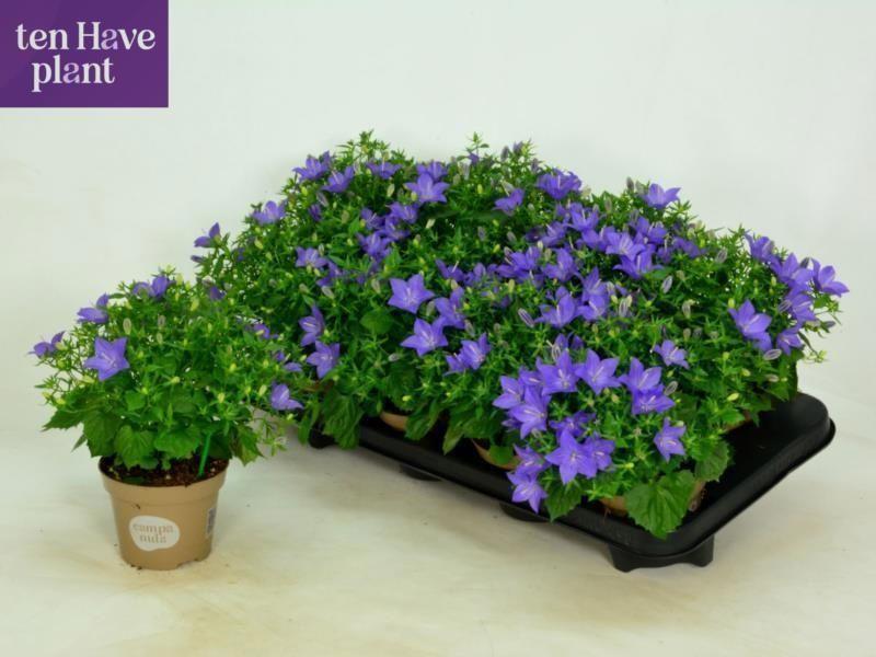 Горшечные цветы и растения оптом Camp Is Napoli от 8шт (для телеги) из Голландии с доставкой по России