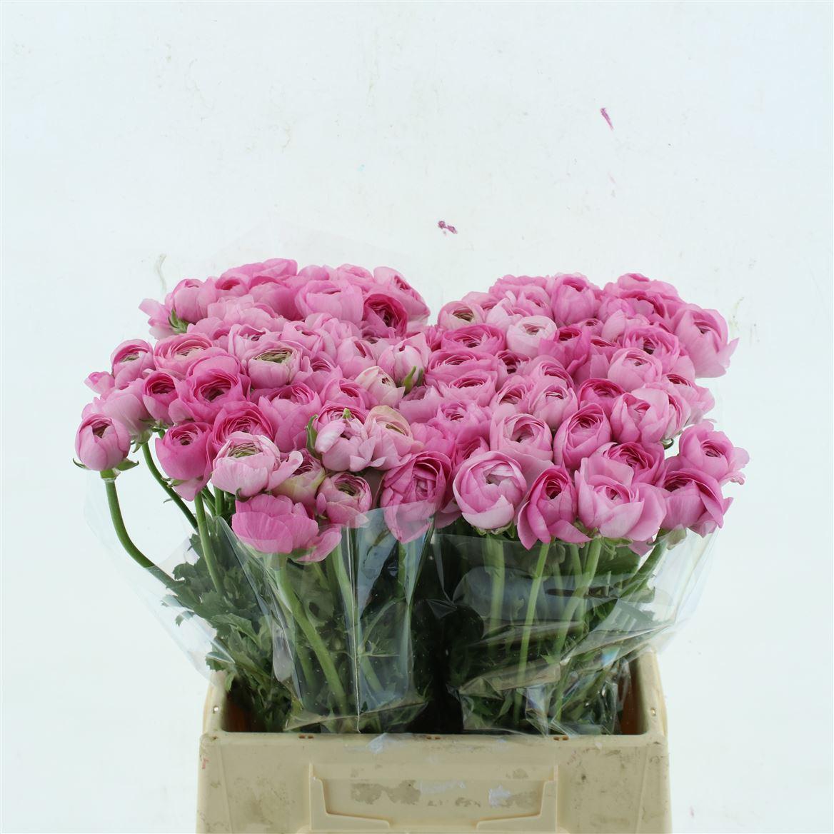 Срезанные цветы оптом Ranunculus elegance pink от 60шт. из Голландии с доставкой по России