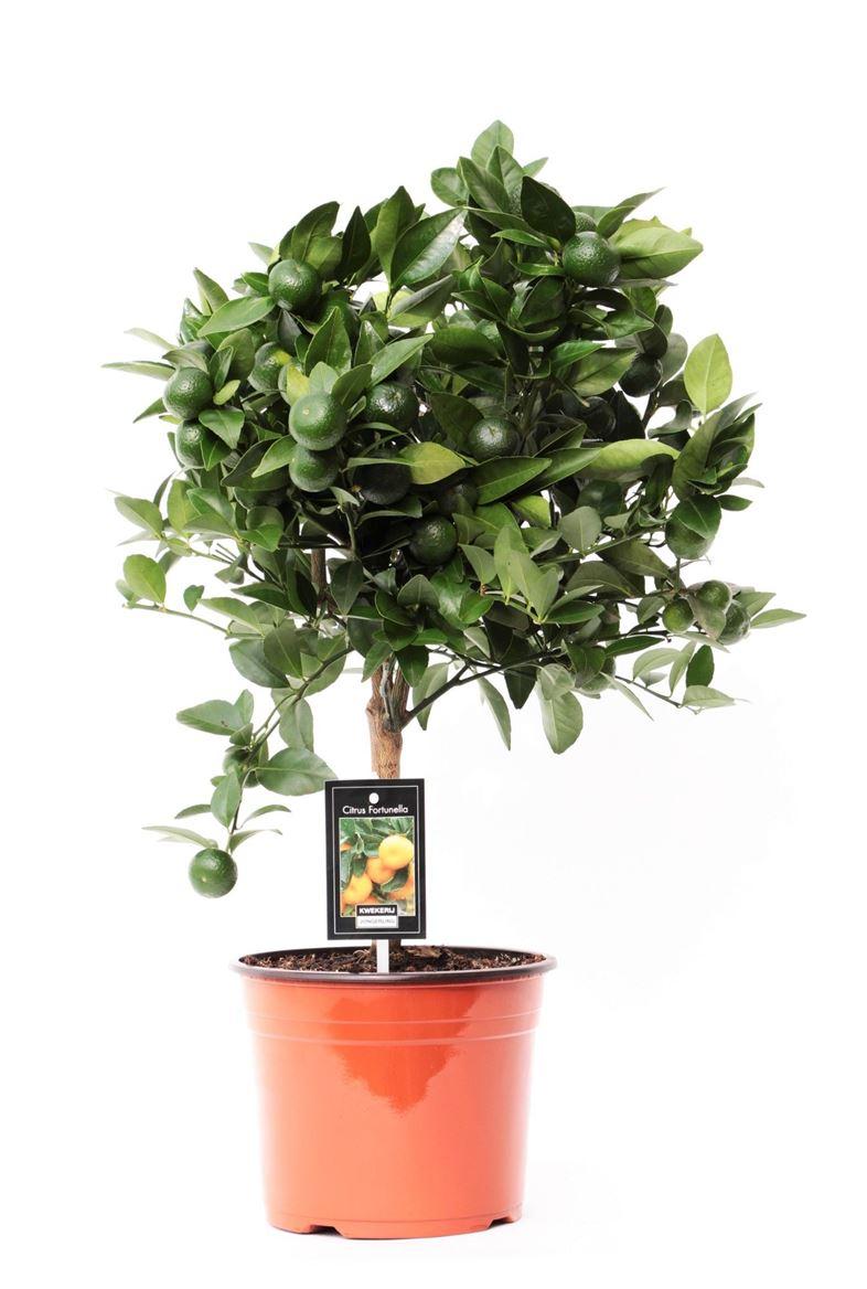 Горшечные цветы и растения оптом Citrus Calamondin On Stem от 6шт (для телеги) из Голландии с доставкой по России