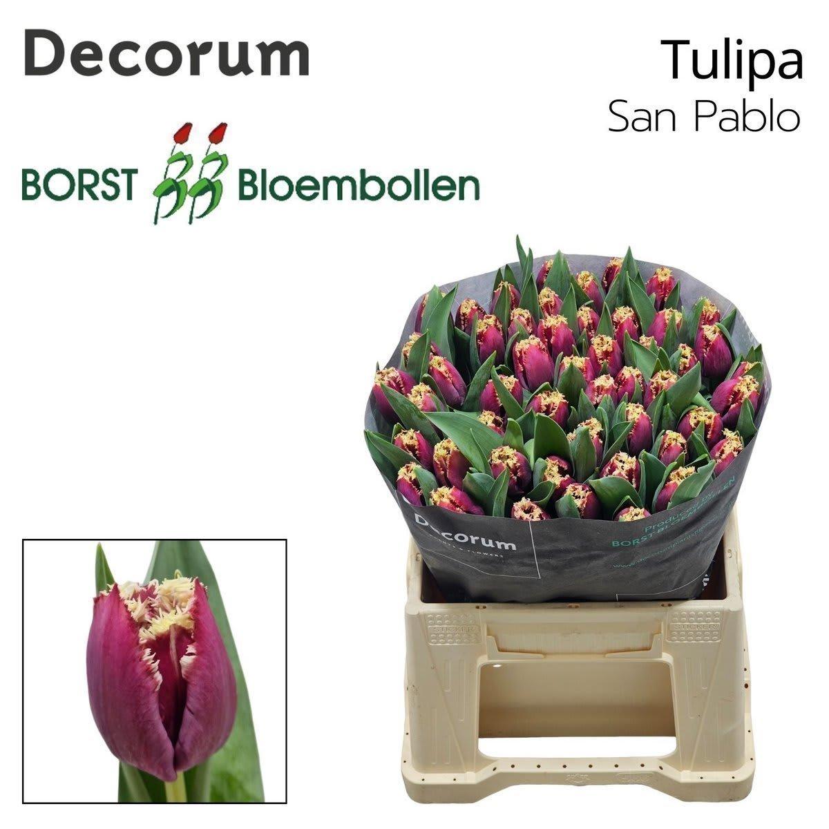 Срезанные цветы оптом Tulipa fr san pablo от 200шт из Голландии с доставкой по России