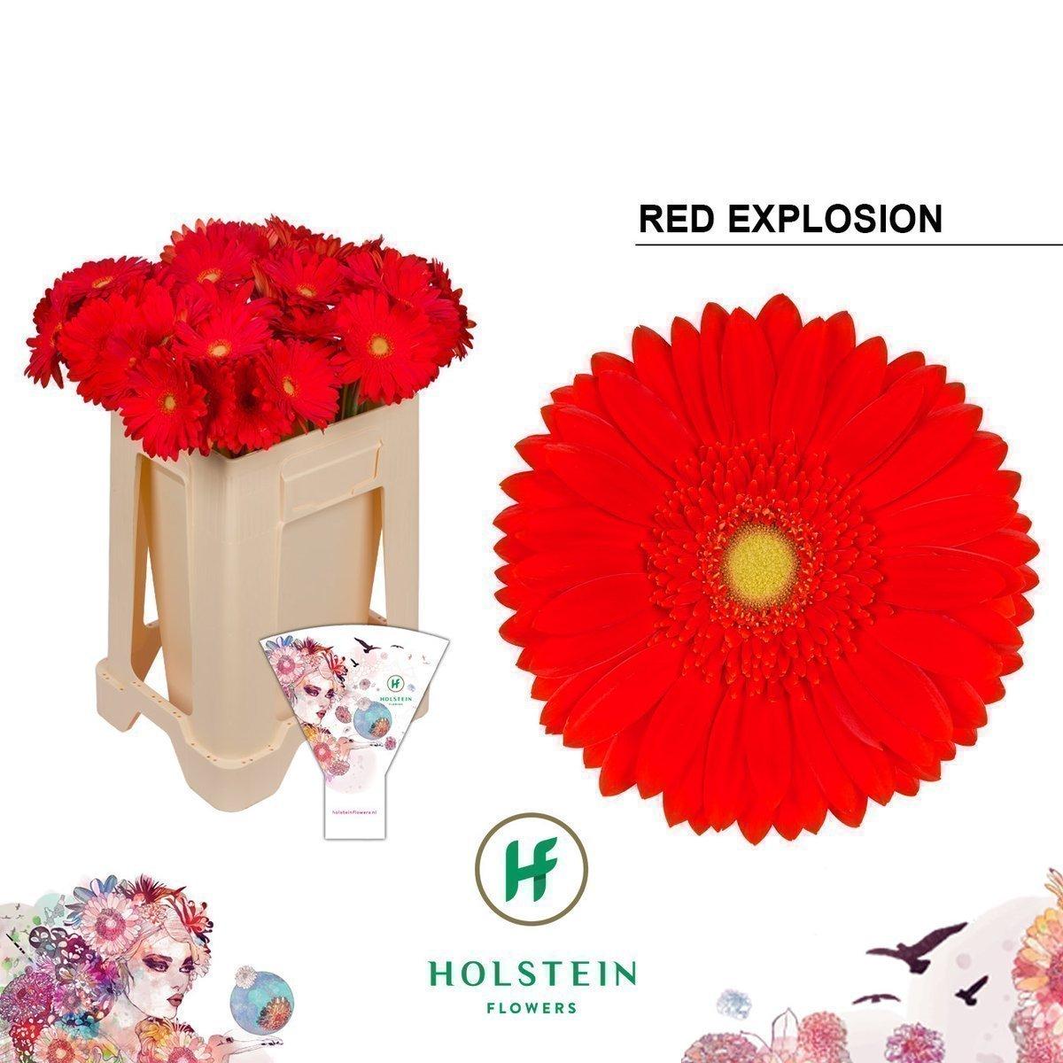 Срезанные цветы оптом Gerbera red explosion от 40шт из Голландии с доставкой по России