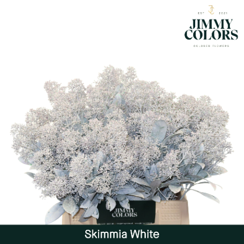 Срезанные цветы оптом Skimmia paint white от 10шт из Голландии с доставкой по России