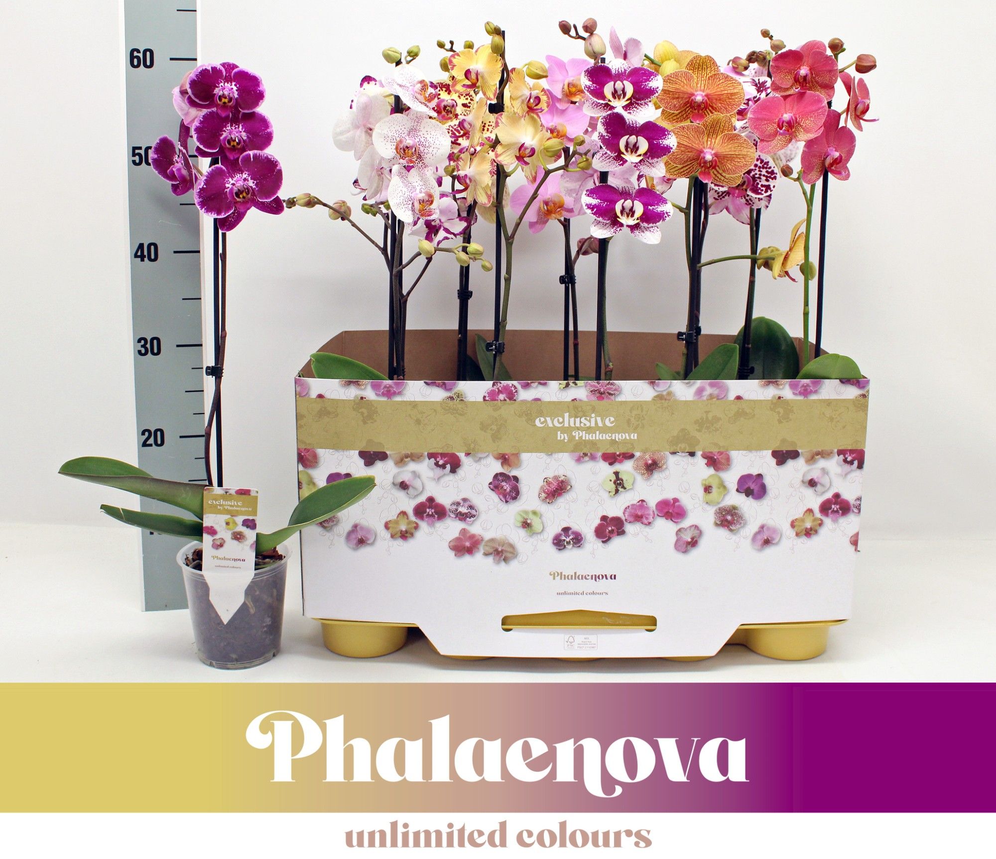 Горшечные цветы и растения оптом Phal 1st Taiwan Mix 6+ (phalaenova) от 10шт из Голландии с доставкой по России