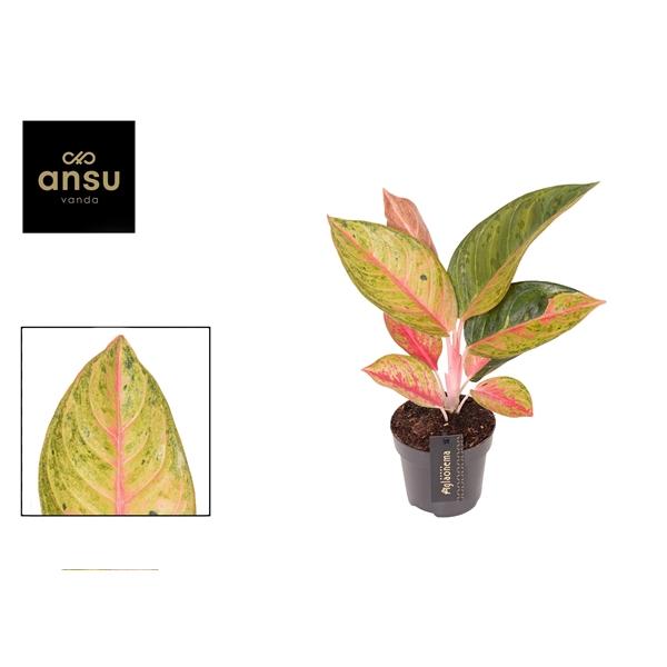 Горшечные цветы и растения оптом Aglaonema Gala Red от 6шт из Голландии с доставкой по России