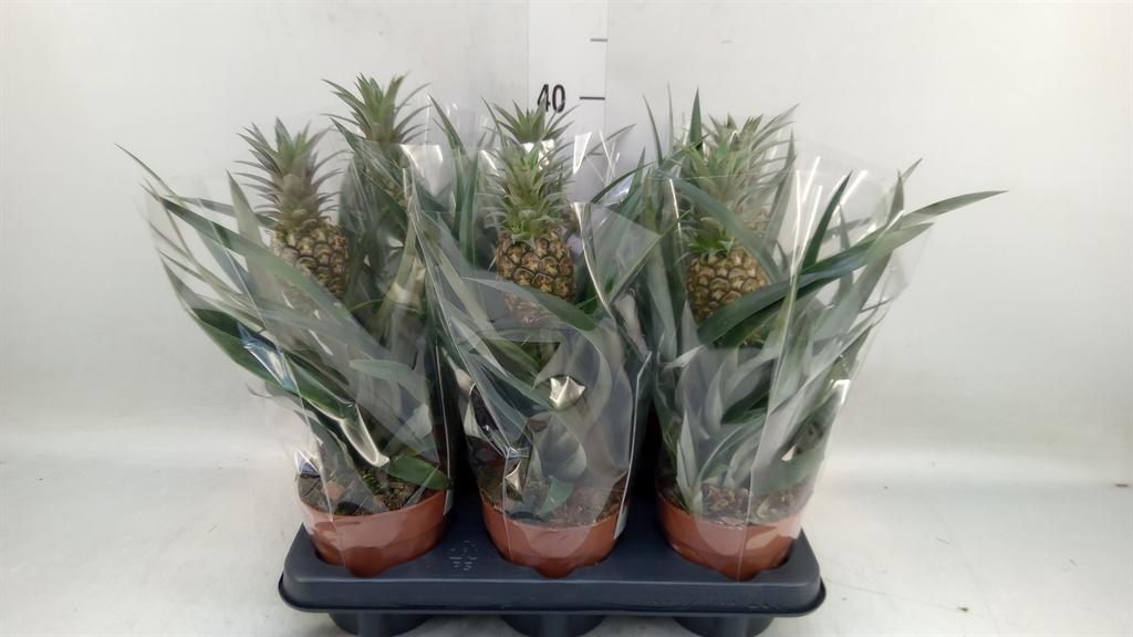 Горшечные цветы и растения оптом Ananas Rosita от 6шт из Голландии с доставкой по России