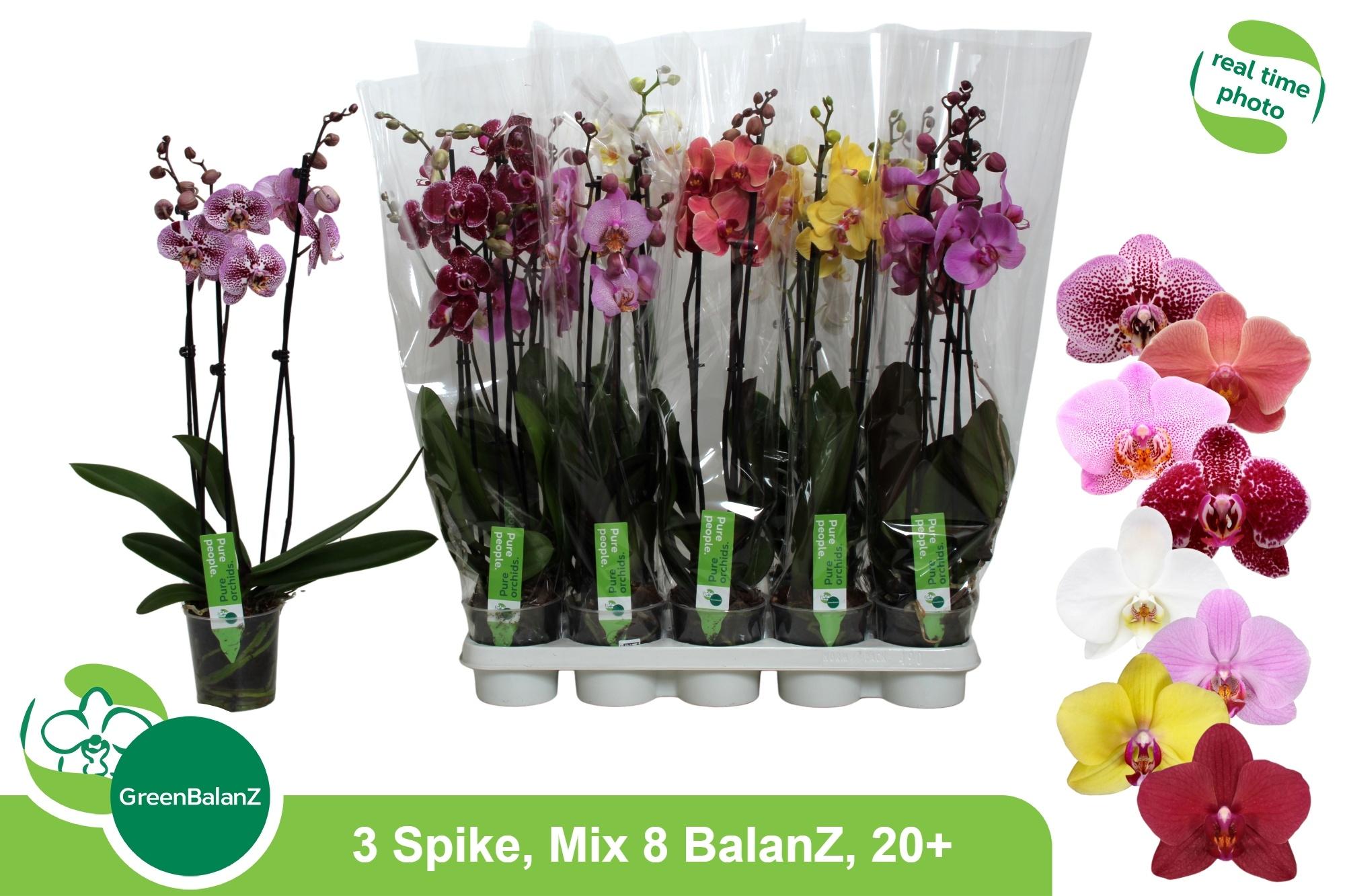 Горшечные цветы и растения оптом Phal Gem 8 Kl от 10шт из Голландии с доставкой по России