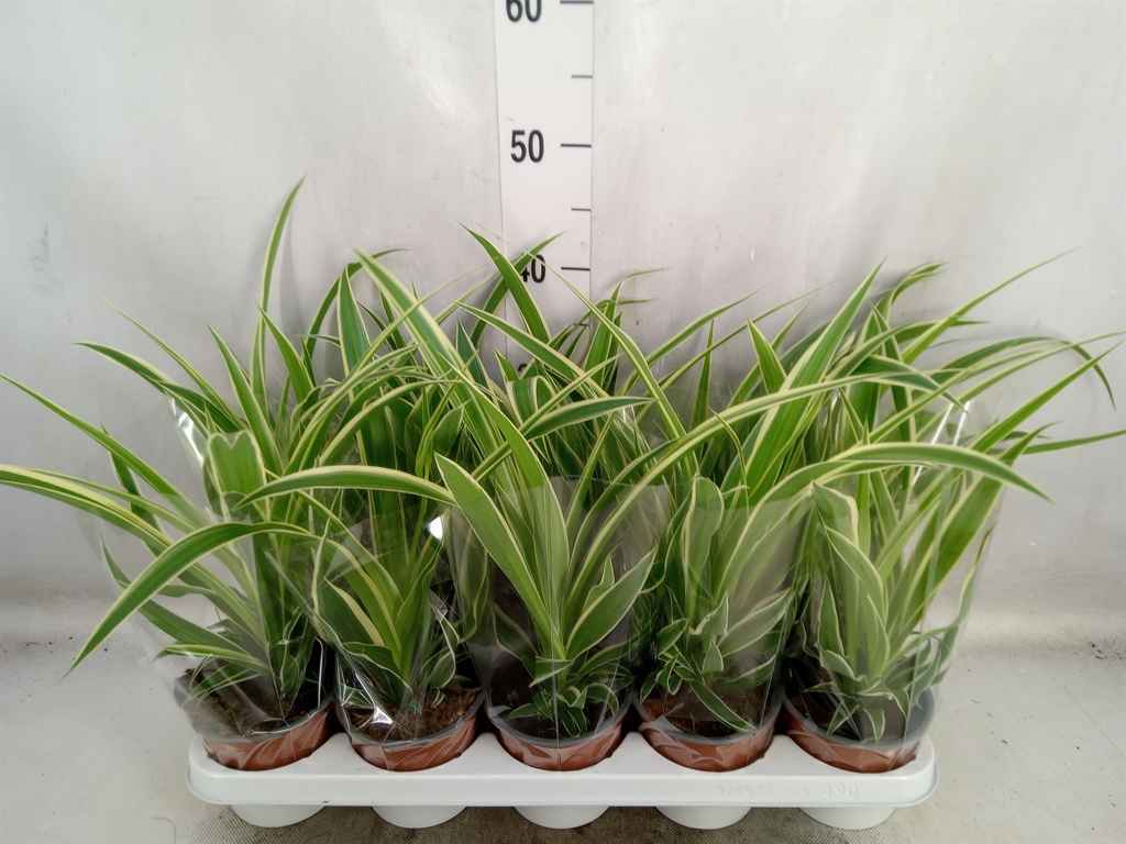 Горшечные цветы и растения оптом Chlorophytum Com. от 10шт из Голландии с доставкой по России