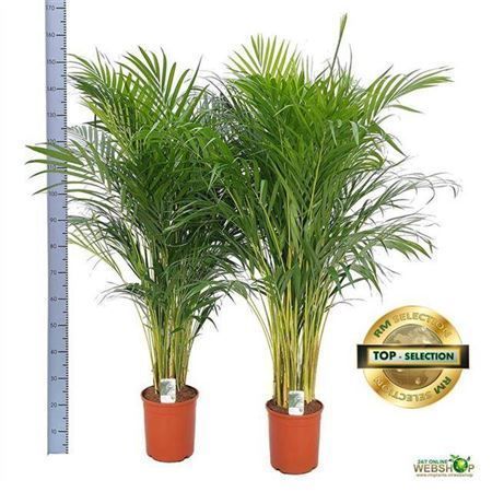 Горшечные цветы и растения оптом Dypsis Lutescens 25pp от 1шт из Голландии с доставкой по России