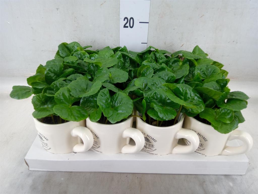 Горшечные цветы и растения оптом Coffea Arabica от 12шт (для телеги) из Голландии с доставкой по России