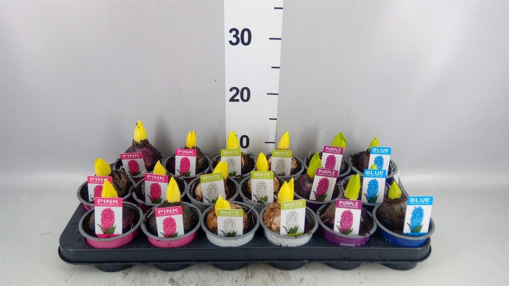 Горшечные цветы и растения оптом Hyacinthus Orie. ...mix от 18шт (для телеги) из Голландии с доставкой по России