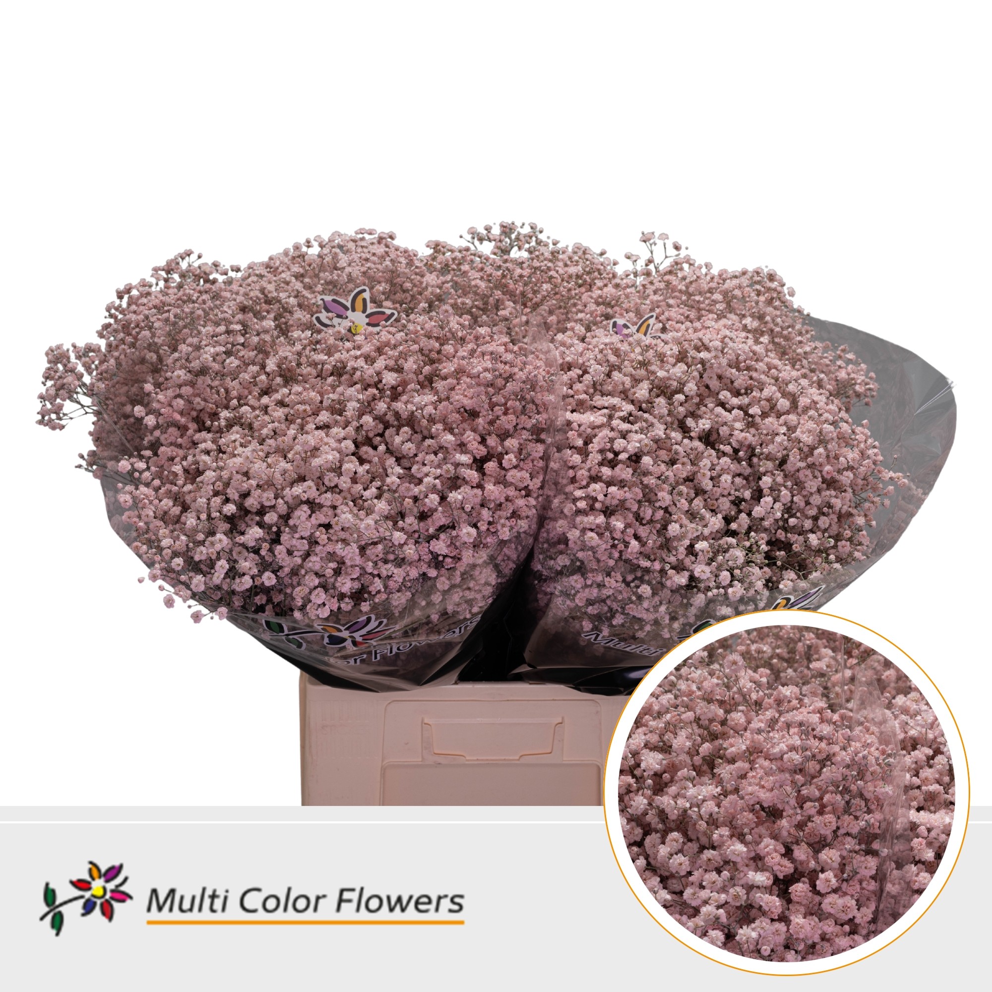 Срезанные цветы оптом Gyps large paint pink light от 100шт. из Голландии с доставкой по России
