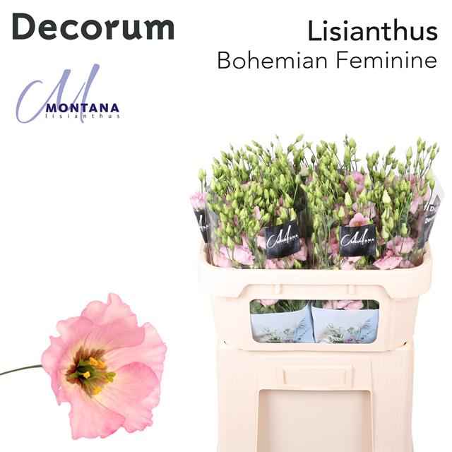 Срезанные цветы оптом Lisianthus si bohemian pink от 40шт из Голландии с доставкой по России