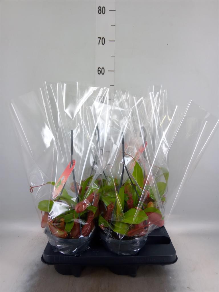 Горшечные цветы и растения оптом Nepenthes Alata от 4шт из Голландии с доставкой по России