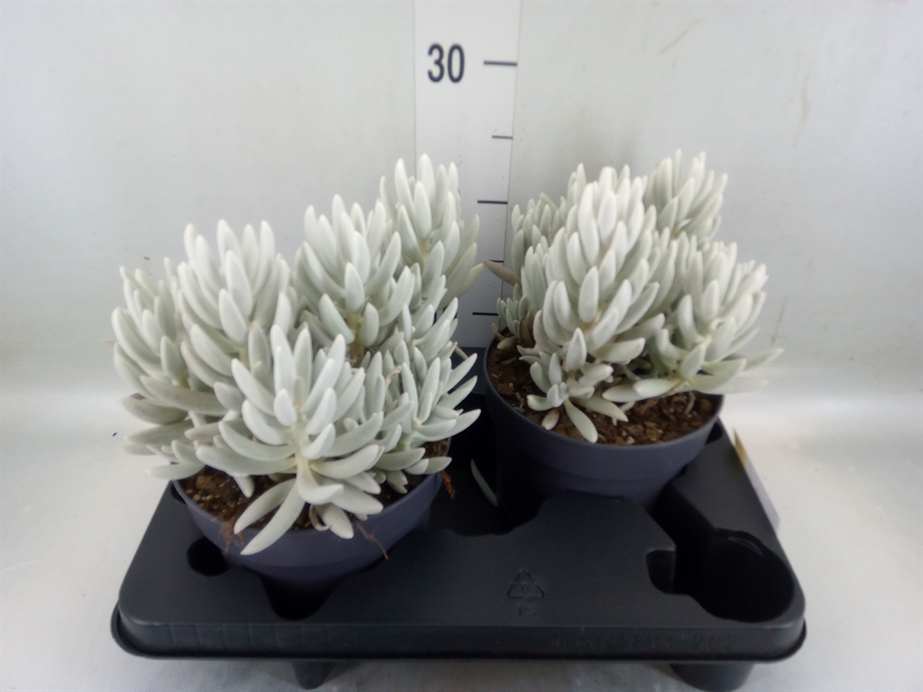 Горшечные цветы и растения оптом Senecio   ... от 2шт из Голландии с доставкой по России