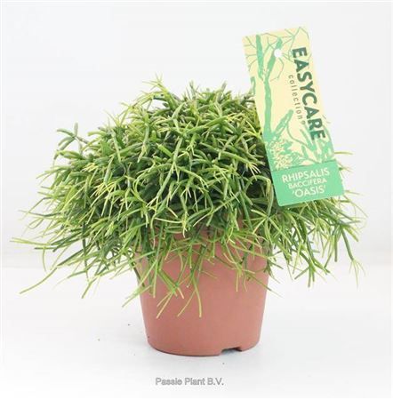 Горшечные цветы и растения оптом Rhipsalis Baccifera Oasis от 10шт из Голландии с доставкой по России