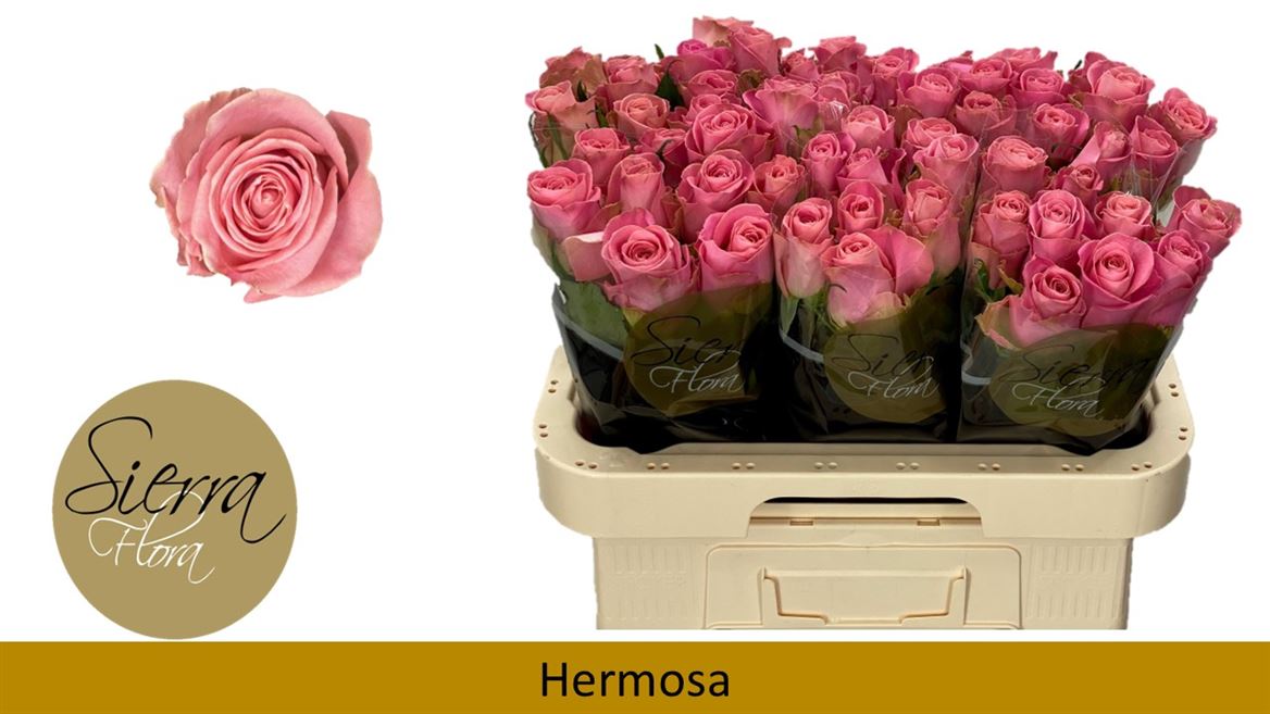 Срезанные цветы оптом Rosa large hermosa+ от 60шт из Голландии с доставкой по России