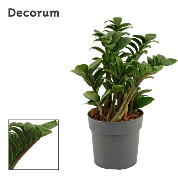 Горшечные цветы и растения оптом Zamioculcas Zenzi 3+ (decorum) от 10шт из Голландии с доставкой по России