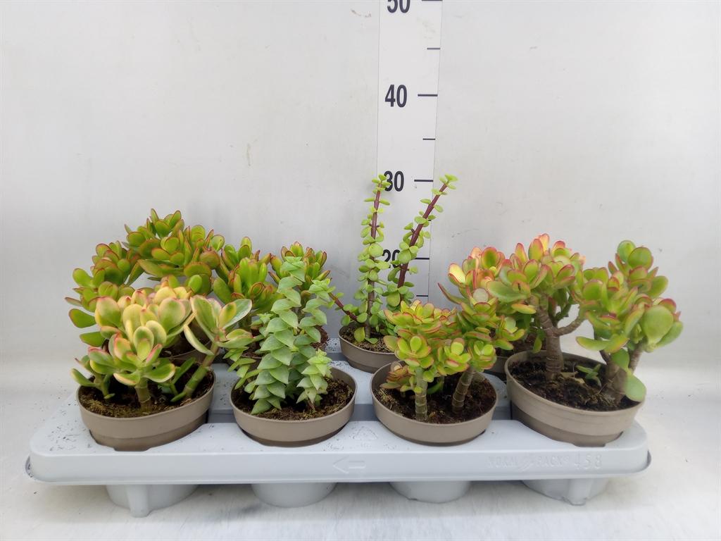 Горшечные цветы и растения оптом Crassula   ...mix от 8шт из Голландии с доставкой по России