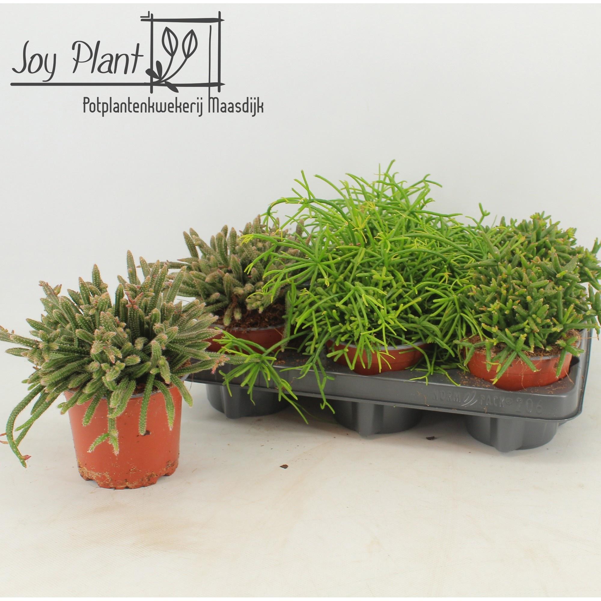 Горшечные цветы и растения оптом Rhipsalis Gem от 6шт из Голландии с доставкой по России