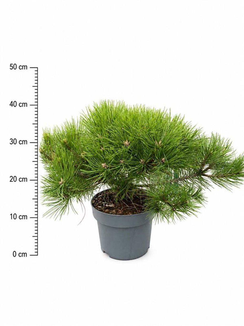 Горшечные цветы и растения оптом Pinus Strobus Macopin от 1шт из Голландии с доставкой по России