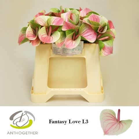 Срезанные цветы оптом Anthurium love fantasy от 60шт из Голландии с доставкой по России