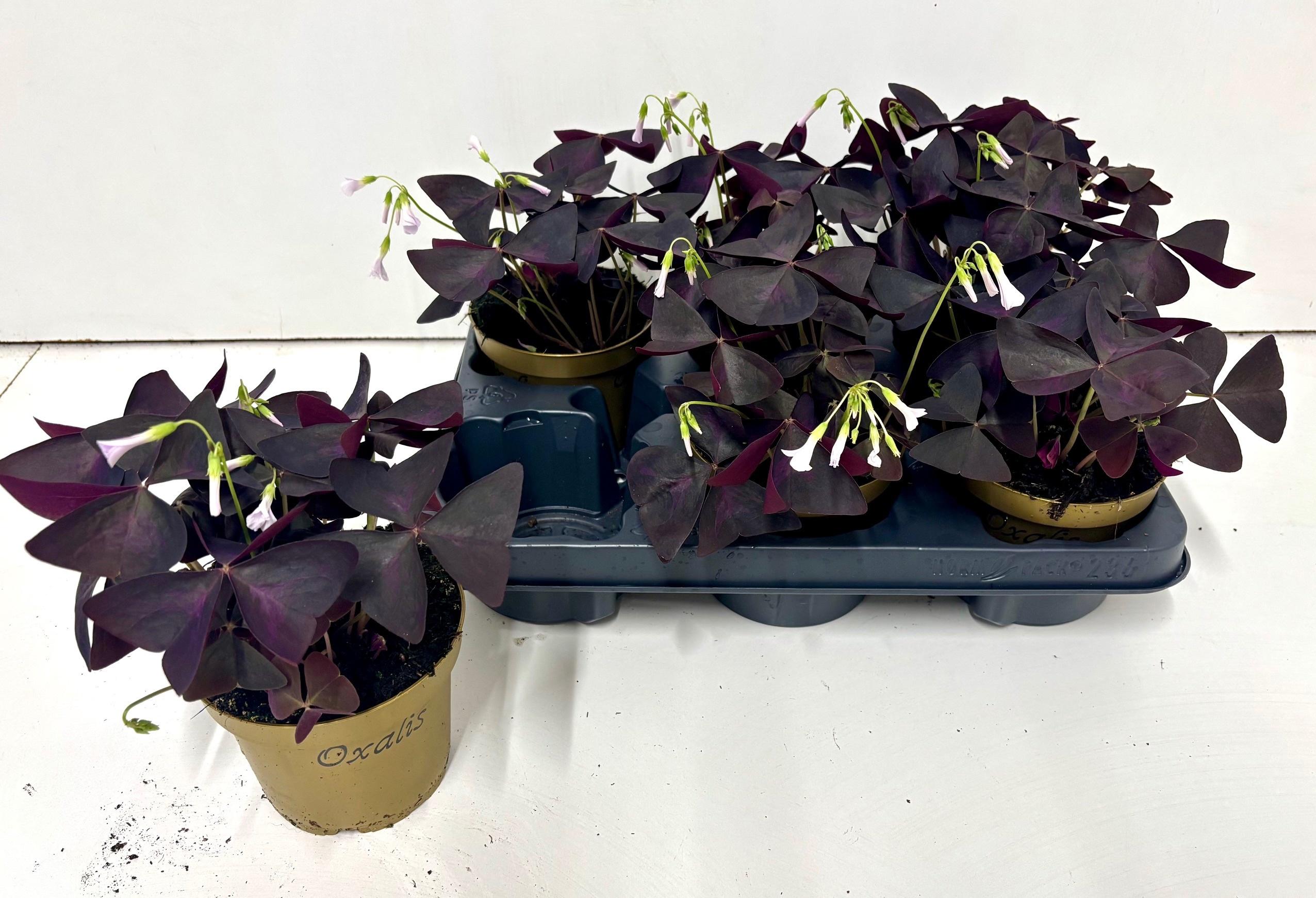 Горшечные цветы и растения оптом Oxalis Triangularis от 6шт из Голландии с доставкой по России