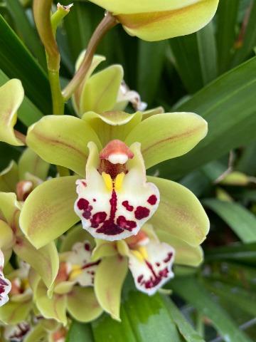 Срезанные цветы оптом Minicymbidium green greenland от 8шт из Голландии с доставкой по России