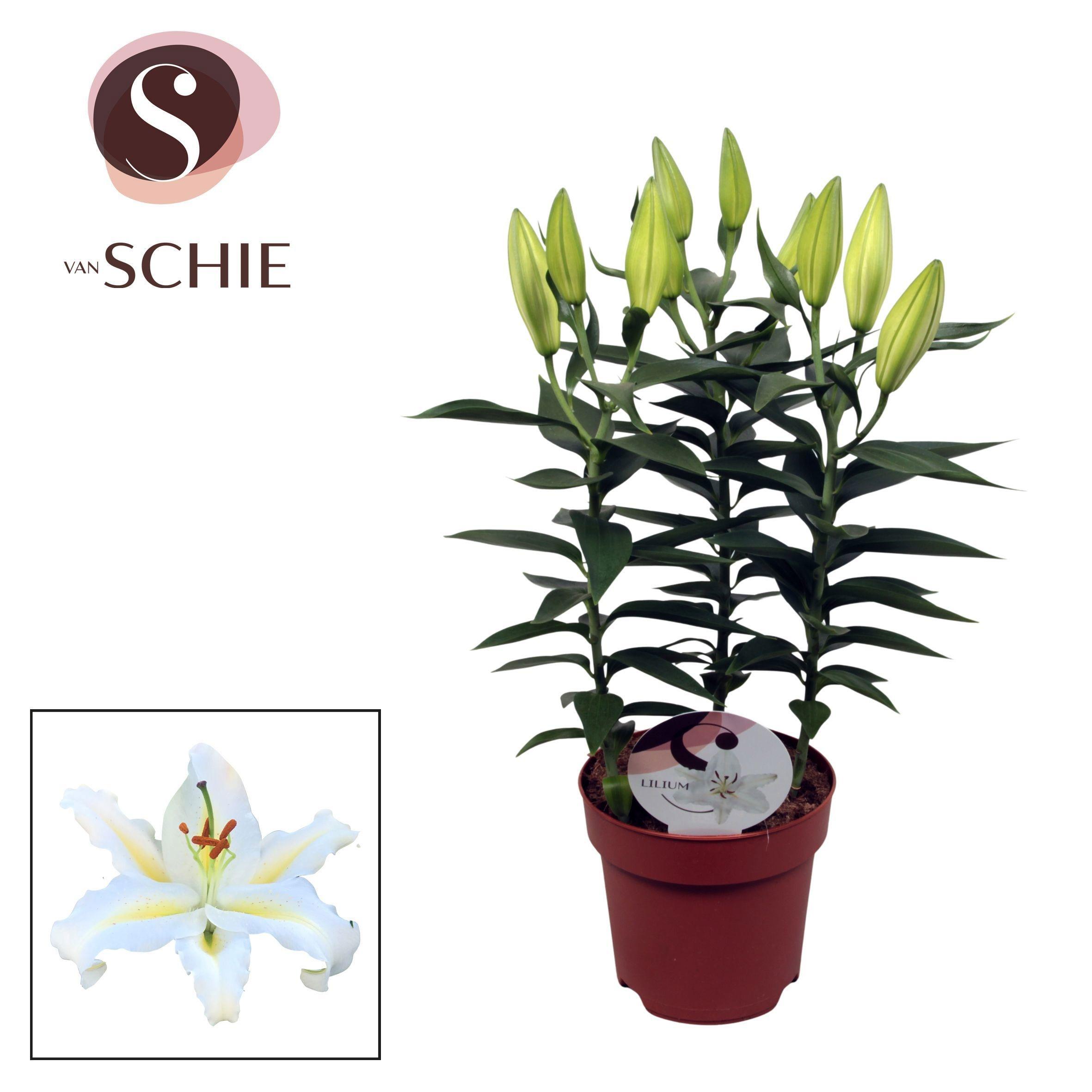 Горшечные цветы и растения оптом Lilium Or Starlight White 3pp A от 6шт из Голландии с доставкой по России