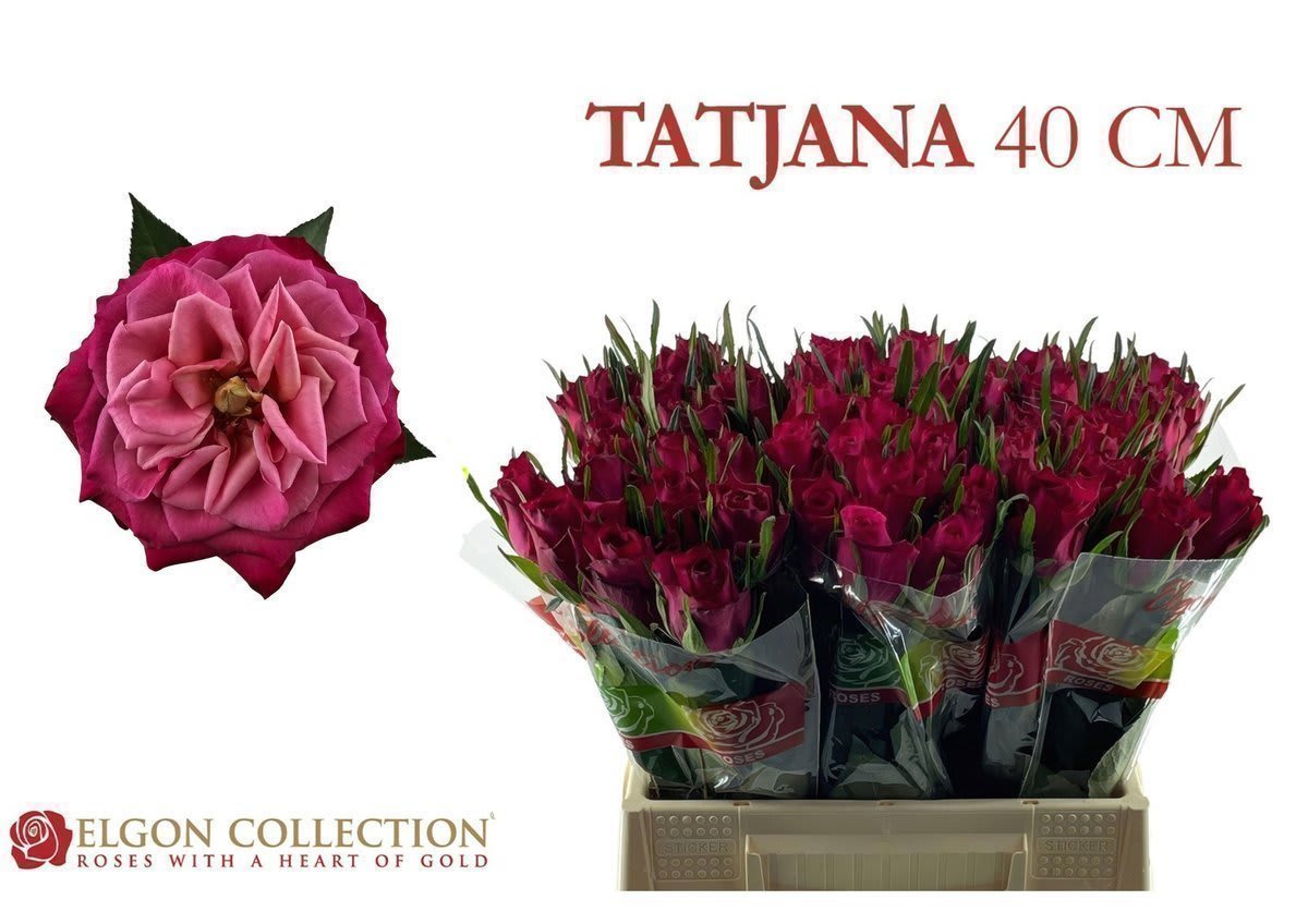 Срезанные цветы оптом Rosa large tatjana от 540шт из Голландии с доставкой по России