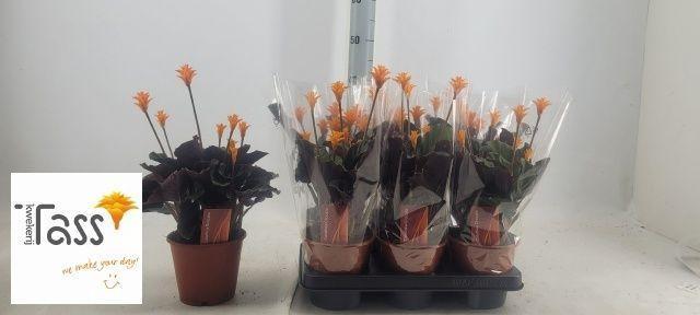 Горшечные цветы и растения оптом Calat Crocata от 6шт из Голландии с доставкой по России