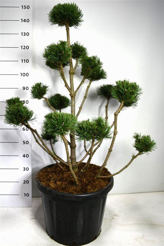 Горшечные цветы и растения оптом Pinus Mugo Noack от 1шт из Голландии с доставкой по России