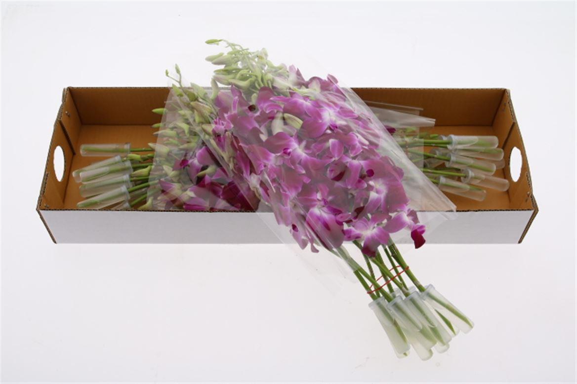 Срезанные цветы оптом Dendrobium galaxy от 30шт из Голландии с доставкой по России