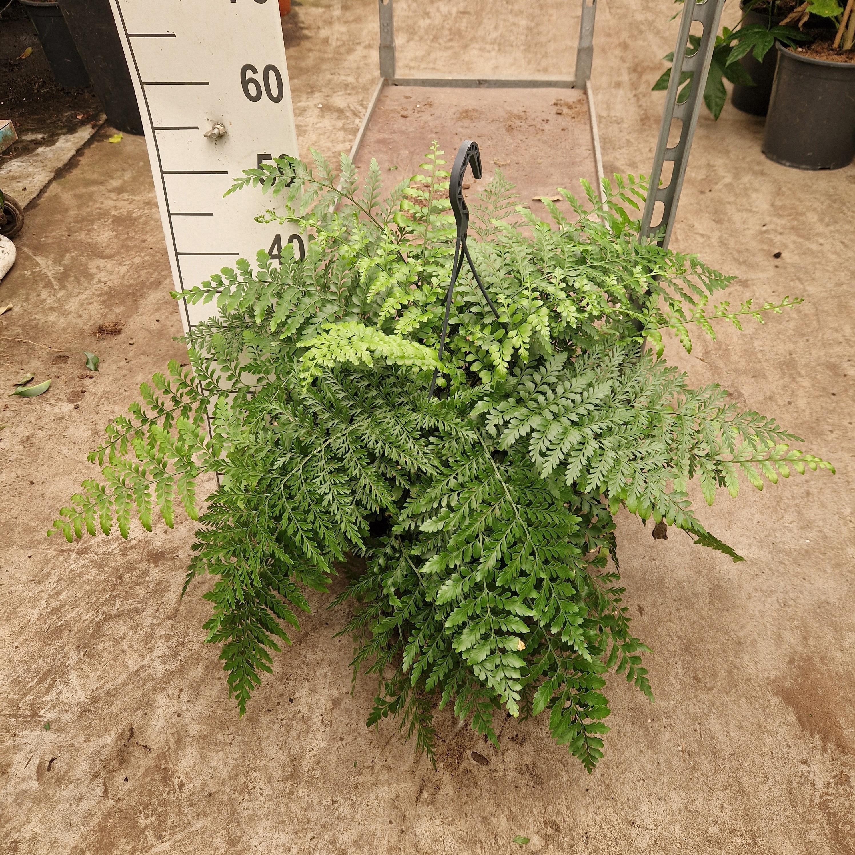 Горшечные цветы и растения оптом Asplenium Parvati Hangplant от 1шт из Голландии с доставкой по России