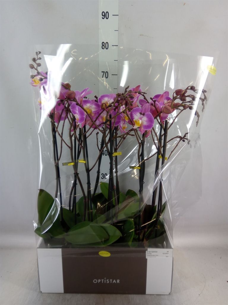 Горшечные цветы и растения оптом Phalaenopsis   ...lilac от 6шт из Голландии с доставкой по России