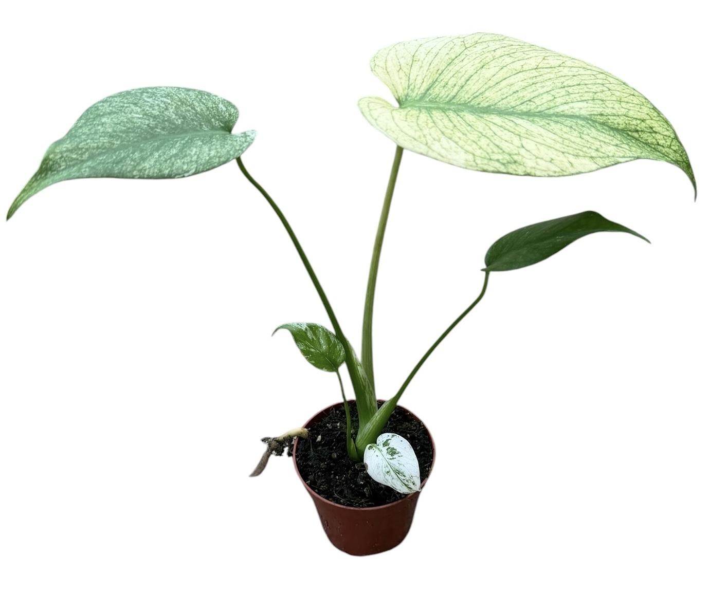 Горшечные цветы и растения оптом Monstera Mint от 1шт (для телеги) из Голландии с доставкой по России