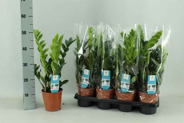 Горшечные цветы и растения оптом Zamioculcas 4+ от 7шт из Голландии с доставкой по России