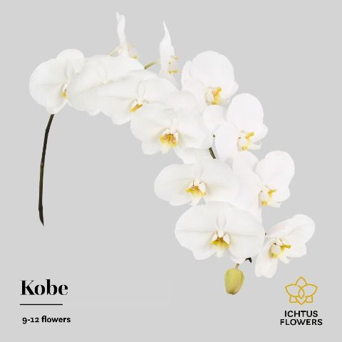 Срезанные цветы оптом Phalaenopsis kobe (per stem) от 6шт из Голландии с доставкой по России