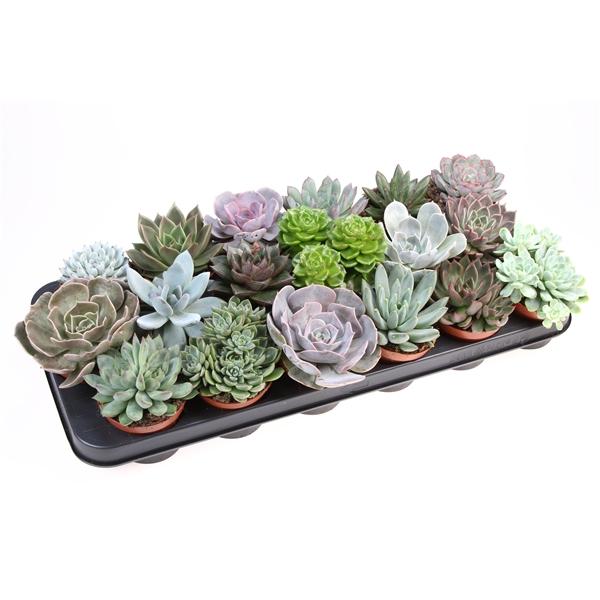 Горшечные цветы и растения оптом Echeveria Mix от 18шт (для телеги) из Голландии с доставкой по России