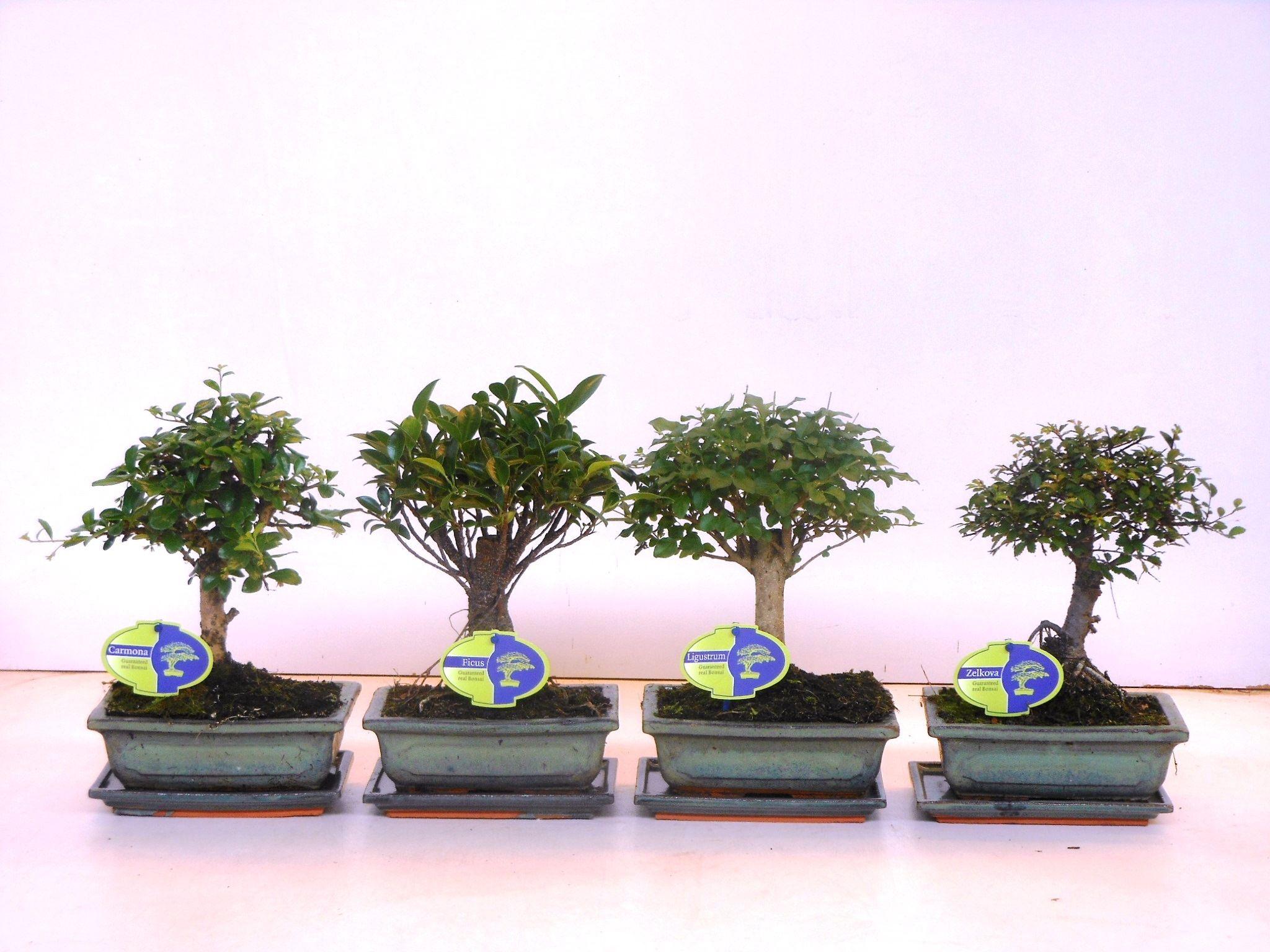 Горшечные цветы и растения оптом Bonsai Mix Broom With Drip Tray от 6шт из Голландии с доставкой по России