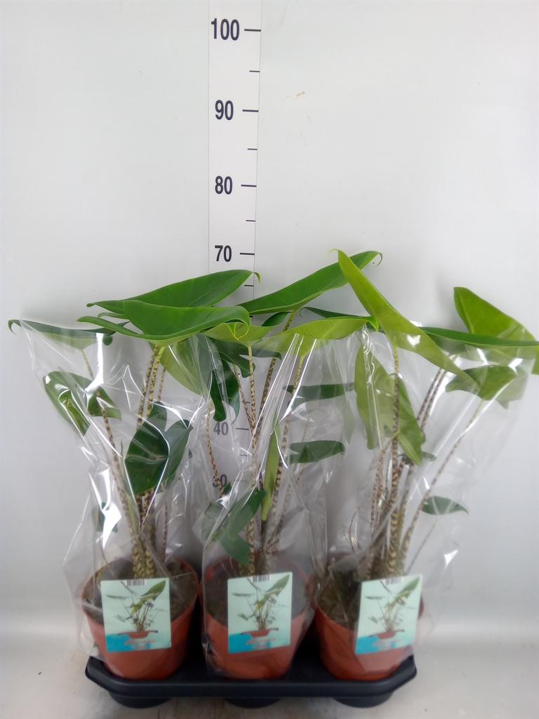 Горшечные цветы и растения оптом Alocasia Zebrina от 3шт (для телеги) из Голландии с доставкой по России
