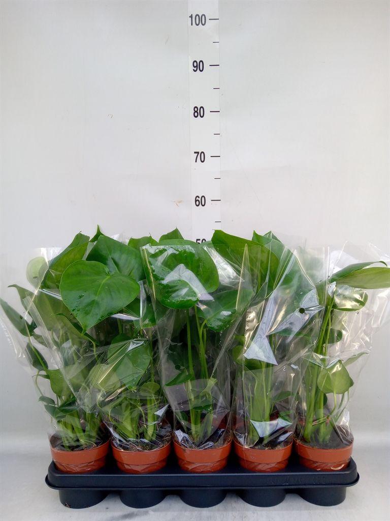 Горшечные цветы и растения оптом Monstera Delic. от 10шт из Голландии с доставкой по России