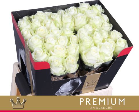 Срезанные цветы оптом Rosa large avalanche+ Bernhard Premium от 40шт из Голландии с доставкой по России